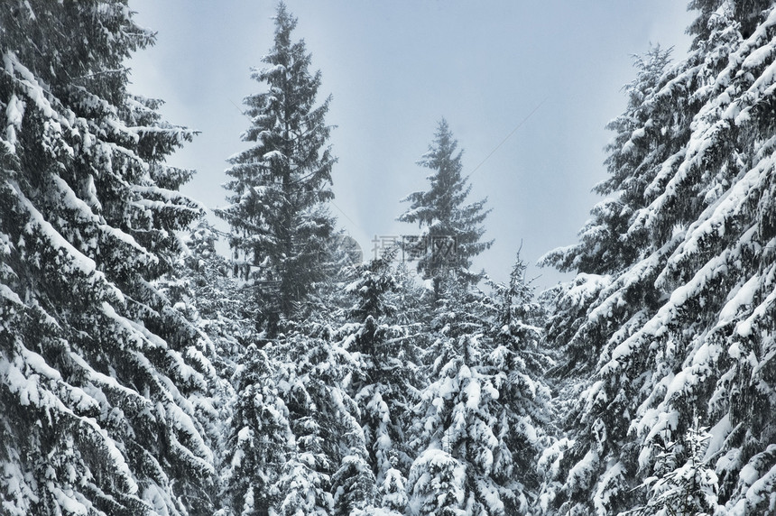 森林中野生的冬季场景图片