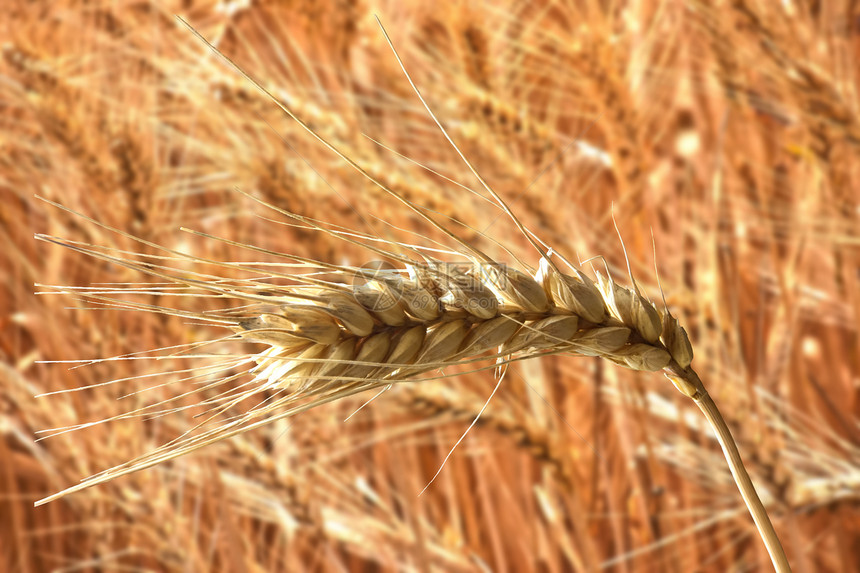 带有生态农场植物背景的孤立的黄金小麦;图片