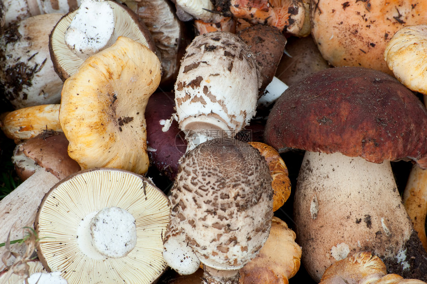 不同种类的食用森林蘑菇图片