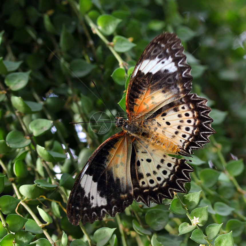 天然背景的美丽的蝴蝶Name漏洞飞行植物学野生动物森林生物学昆虫叶子动物天空图片