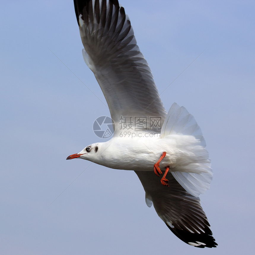 飞行海鸥鸟群海滩阳光海岸线水鸟道路野外动物宠物自由动物图片