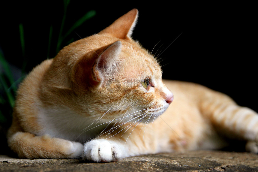 漂亮的猫咪的紧闭小狗动物家庭朋友哺乳动物好奇心图片