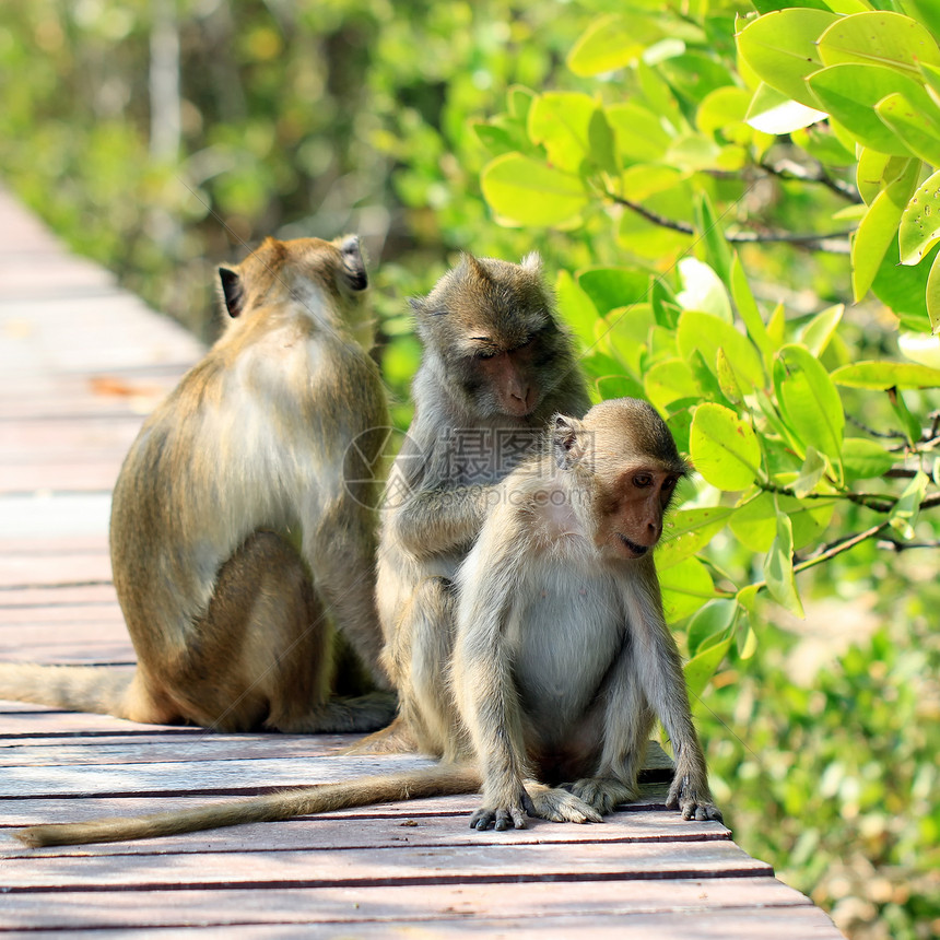 大自然中的猴子家庭动物园皮肤草地哺乳动物打猎荒野森林野生动物宠物尾巴图片