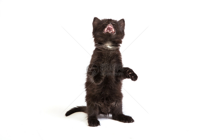白色背景的可爱黑小猫尾巴宠物乐趣眼睛晶须婴儿生活兽医牙齿舌头图片