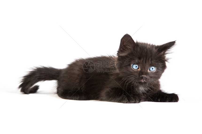 白色背景的可爱黑小猫爪子胡须蓝色宠物好奇心兽医哺乳动物婴儿动物眼睛图片