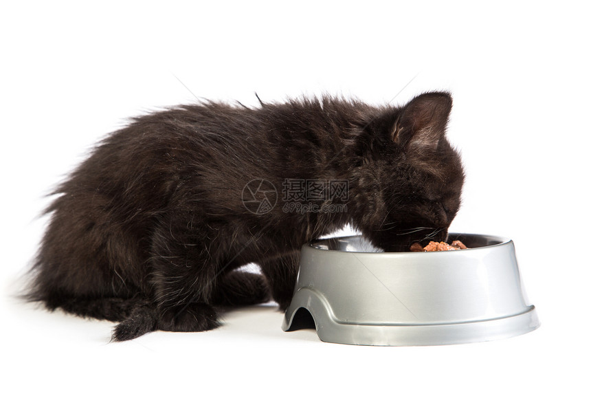 黑小黑猫在白色背景下吃猫食食物眼睛好奇心动物晶须乐趣婴儿饮食爪子尾巴图片