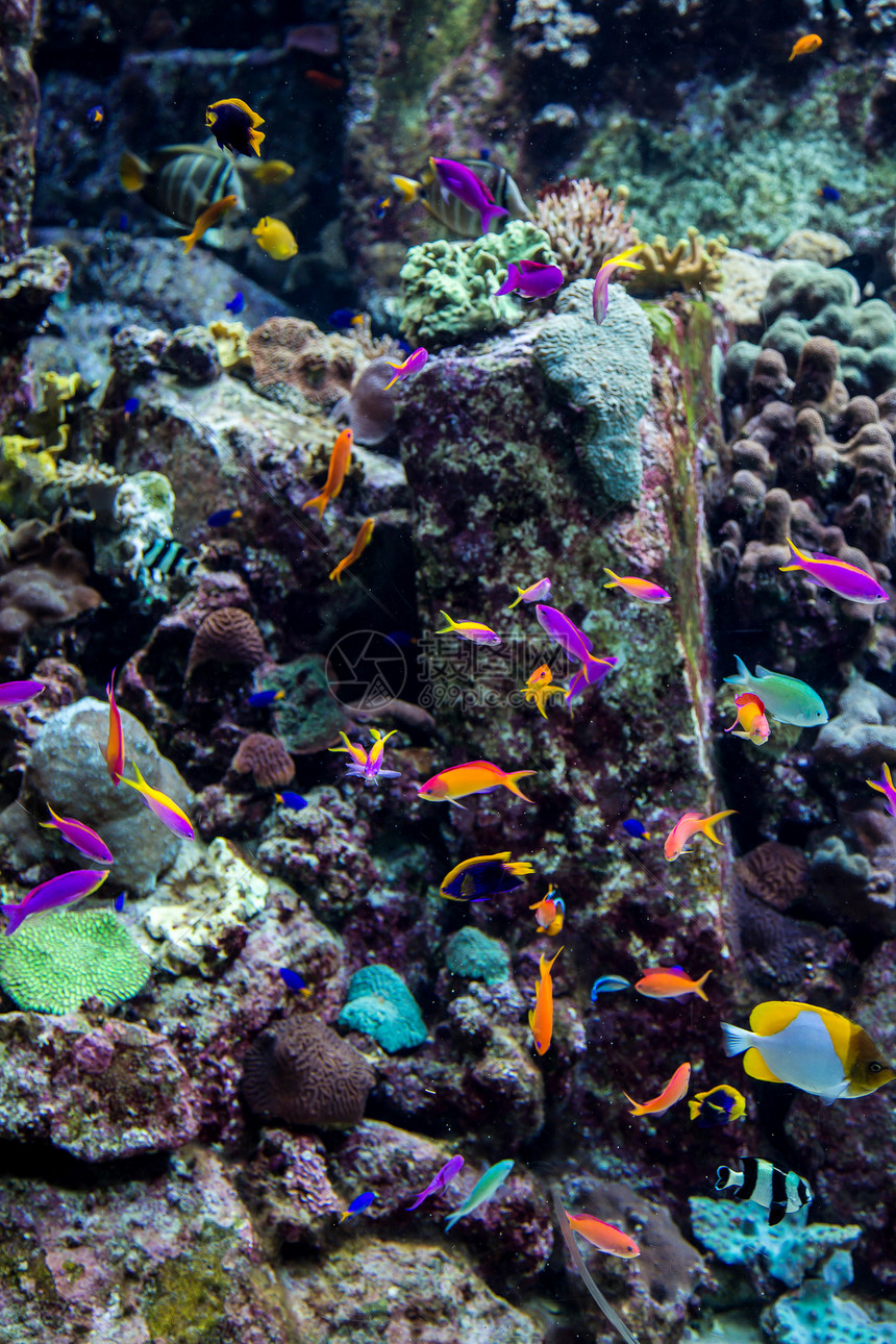 珊瑚礁上的水族馆热带鱼类花园殖民地情调潜水架子居住学校异国海洋荒野图片
