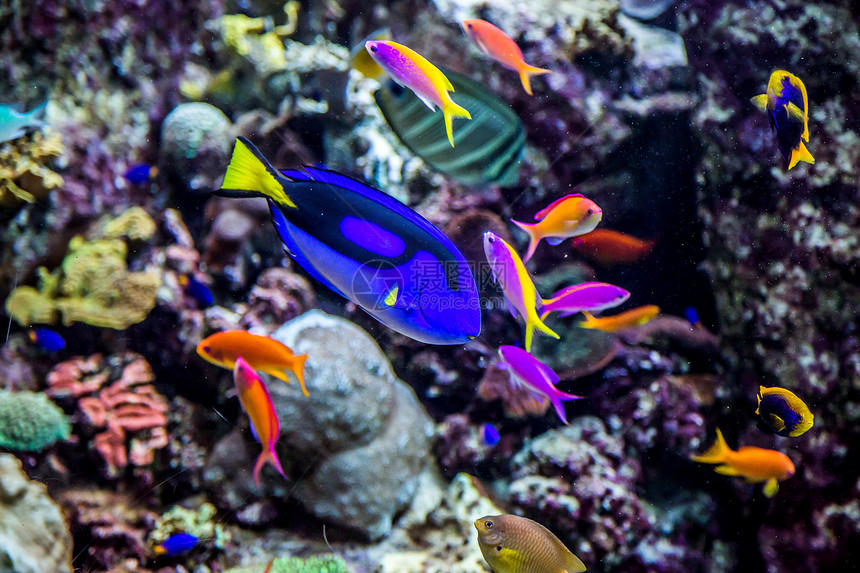 珊瑚礁上的水族馆热带鱼类环礁潜水学校野生动物浅滩购物中心息肉居住情调生活图片