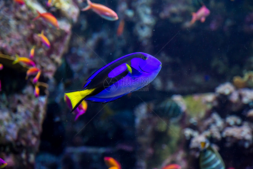 珊瑚礁上的水族馆热带鱼类殖民地生活息肉荒野潜水异国太阳光购物中心海洋架子图片
