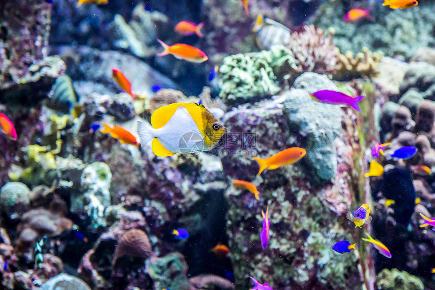 珊瑚礁上的水族馆热带鱼类生活潜水情调海绵异国花园学校荒野珊瑚殖民地图片