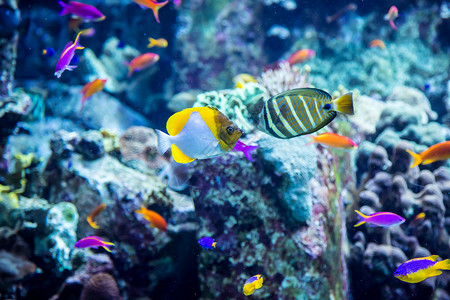 海洋动物中心珊瑚礁上的水族馆热带鱼类花园潜水太阳光生活购物中心海洋居住息肉浅滩背景