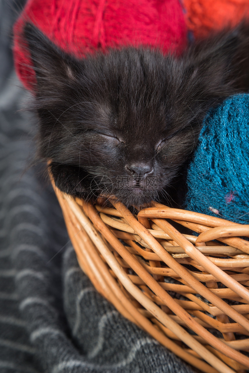 黑小黑猫玩着红色的白底线球乐趣细绳尾巴新生生活宠物好奇心动物猫科动物猫咪图片