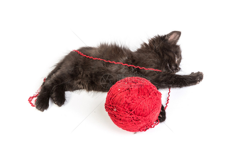黑小黑猫玩着红色的白底线球婴儿毛皮兽医新生玩具爪子胡须细绳乐趣宠物图片