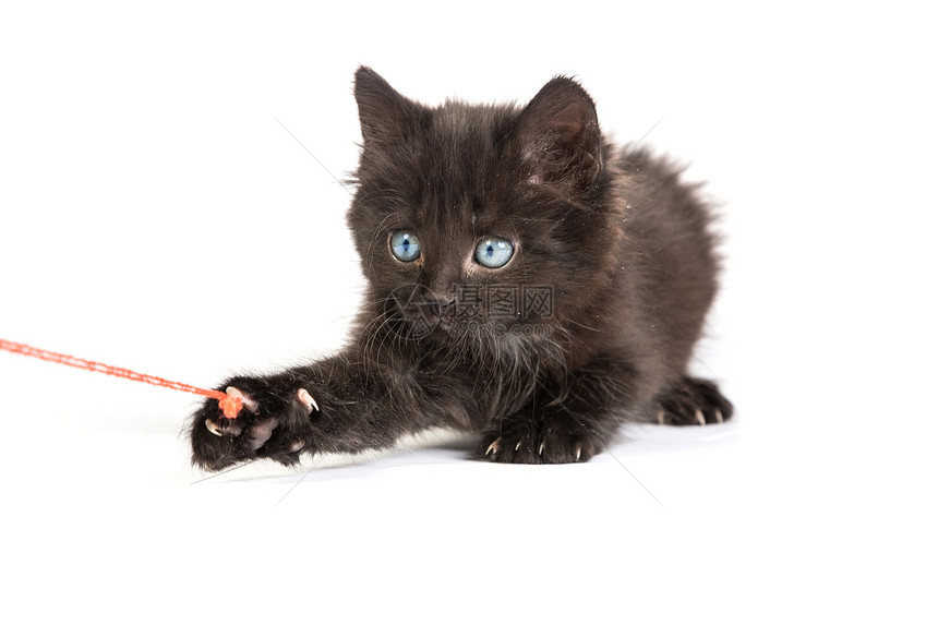 黑小黑猫玩着红色的白底线球好奇心宠物尾巴生活晶须猫科动物细绳爪子兽医猫咪图片