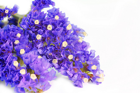 紫花朵阳光园艺紫色花朵花盆季节植物背景图片