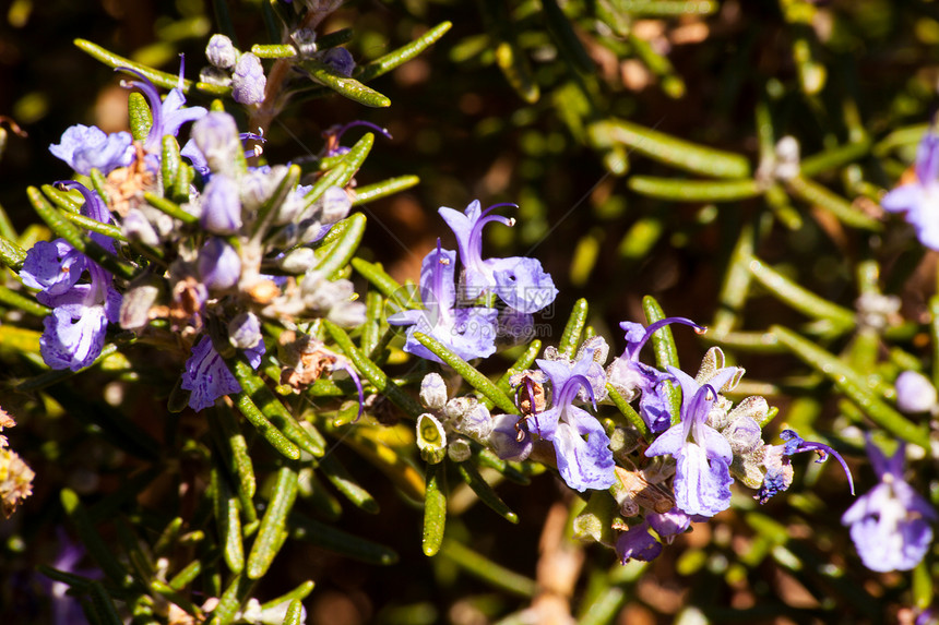 罗斯玛丽紫色食物花园草本植物群烹饪白色花朵叶子衬套图片