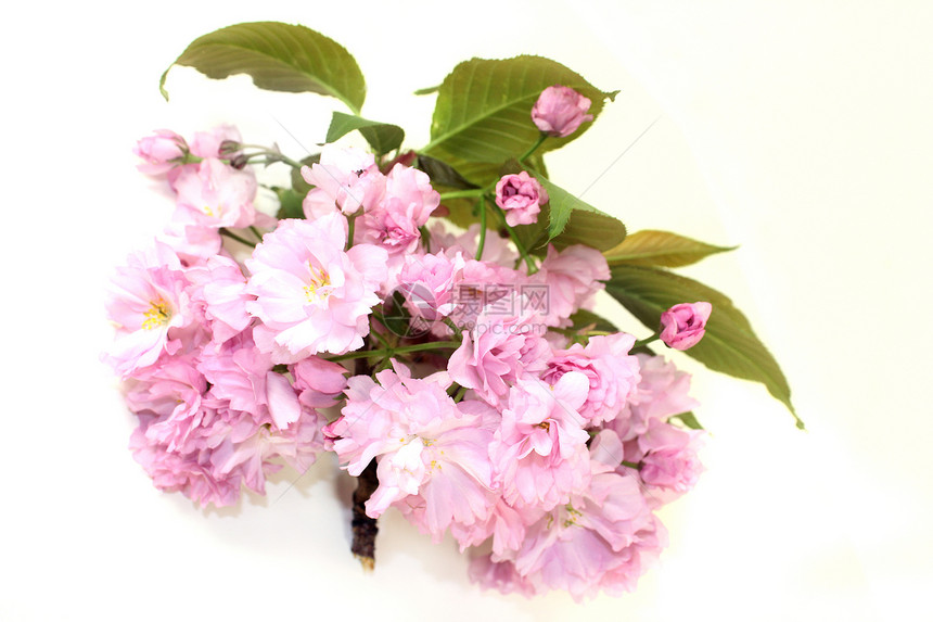 东亚樱桃问候花朵樱花树叶白色粉色图片