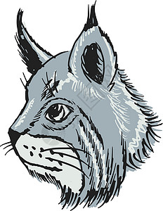 Lynx 语言山猫野生动物草图森林手绘卡通片动物插图背景图片
