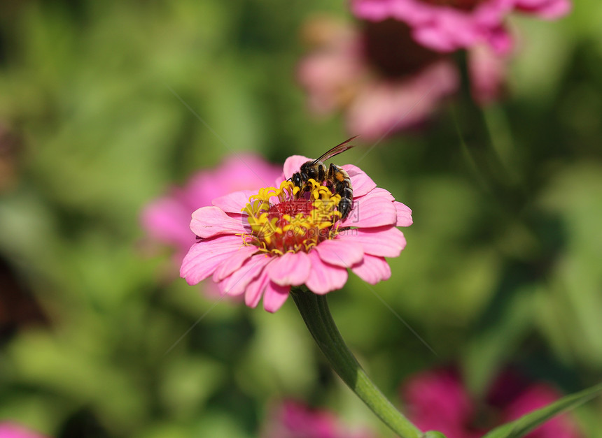 粉色辛尼亚花和蜜蜂花瓣花蜜花粉漏洞蜂蜜植物群动物树叶花园公园图片