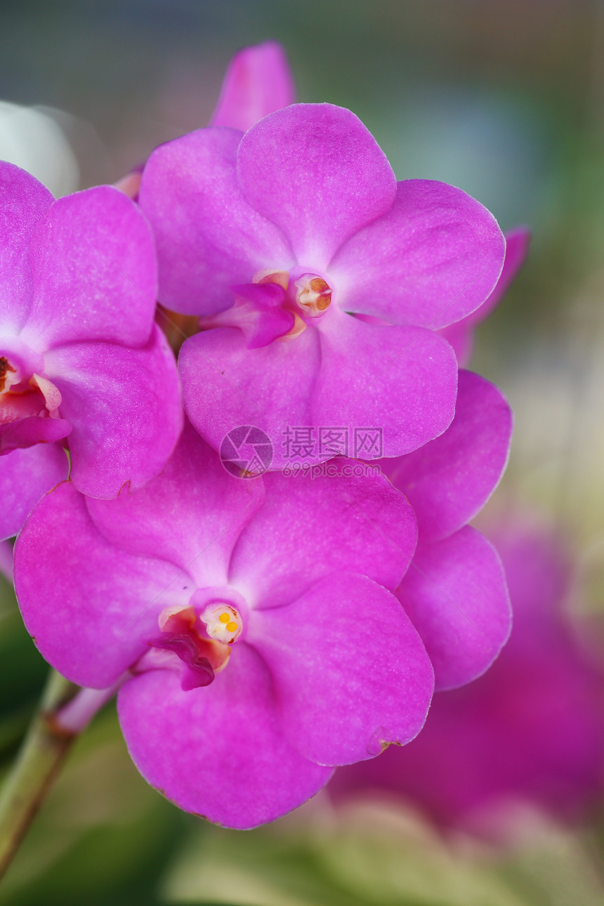 美丽的紫色兰花热带芳香花朵环境花园植物群叶子异国植物树叶图片