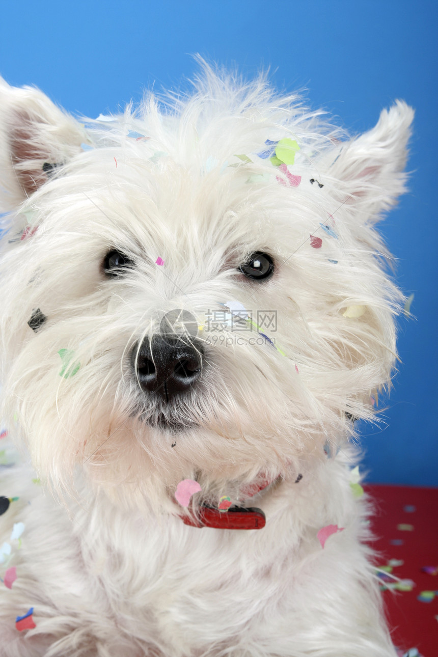 狗狗派对纪念日生日周年高地猎犬犬类庆典好奇心宠物乐趣图片