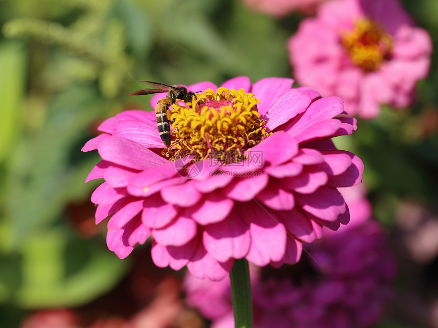 粉色辛尼亚花和蜜蜂花瓣植物蜂蜜花粉园艺动物翅膀树叶花蜜野生动物图片