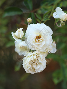 白茉菊花图片
