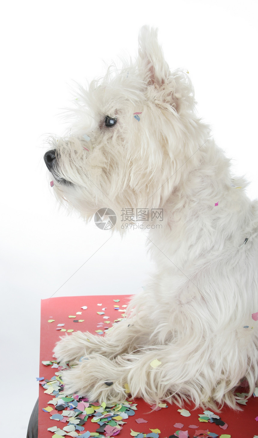 狗狗派对庆典纸屑纪念日乐趣好奇心猎犬宠物小狗白色周年图片