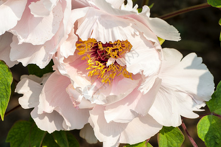 新的粉红新面孔紫丁香芍药萼片繁荣生长玫瑰植物学花瓣叶子团体背景