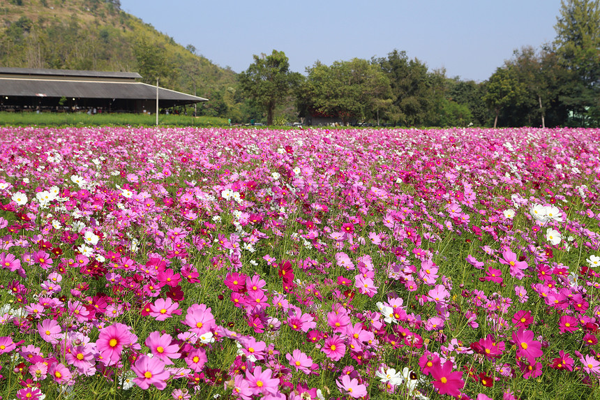 美丽的宇宙花朵农村植物学园艺荒野植物旅行庆典草地环境花园图片