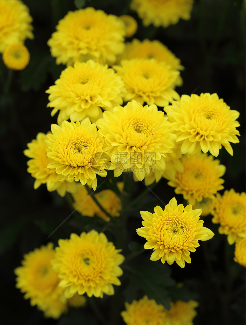 黄色的菊花框架植物群墙纸金子花园叶子宏观花束季节植物图片