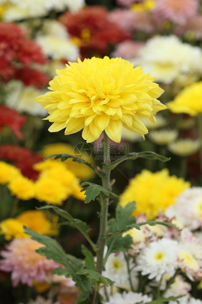 黄色的菊花宏观橙子生长植物墙纸叶子花园植物群金子花瓣图片