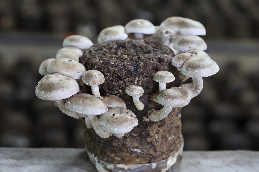 蘑菇烹饪宏观营养药品蔬菜菌类团体食物美食棕色图片