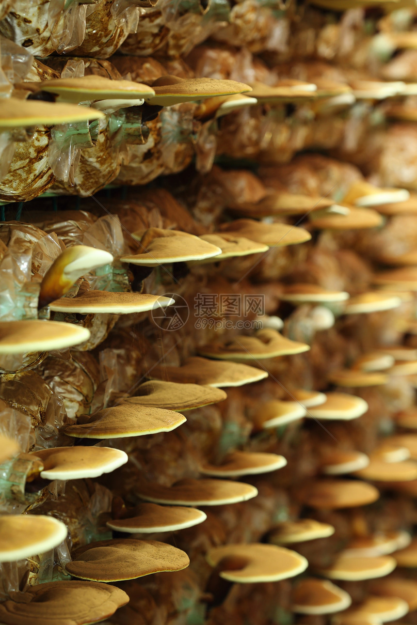 林吉蘑菇生态治疗卫生叶子食物蕨类木头营养菌丝体保健图片