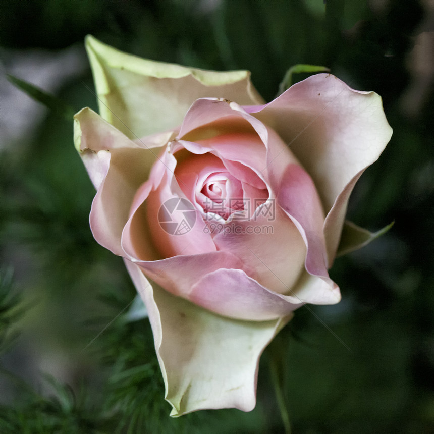 玫瑰白色礼物花朵花瓣绿色粉色浪漫花园图片