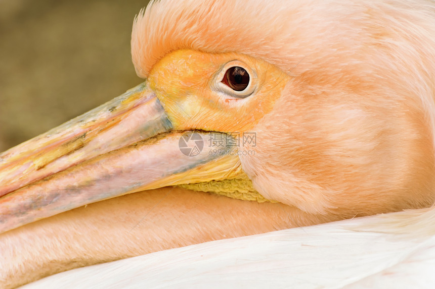 佩利卡荒野野生动物游泳动物群水鸟眼睛水禽图片
