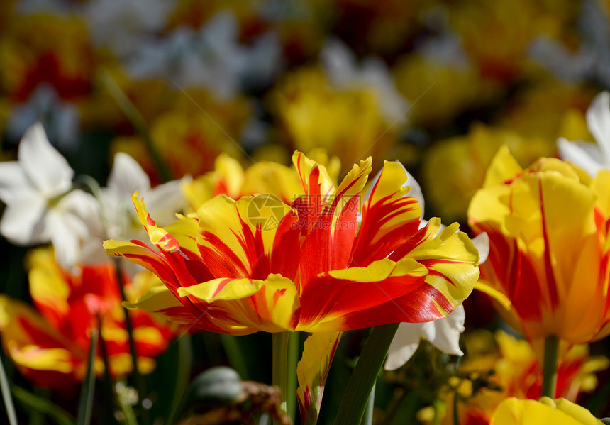 鲜花床满满多彩的蒙塞拉郁金香图片