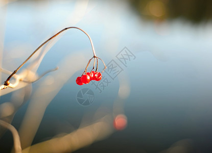 孤红莓背景图片