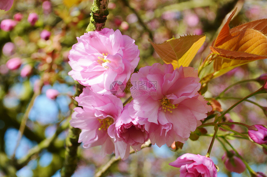 粉红花朵季节性粉色叶子树木季节图片