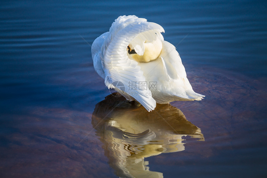 蓝海中的天鹅岩石蓝色反射波纹海洋游泳翅膀白色野生动物优美图片