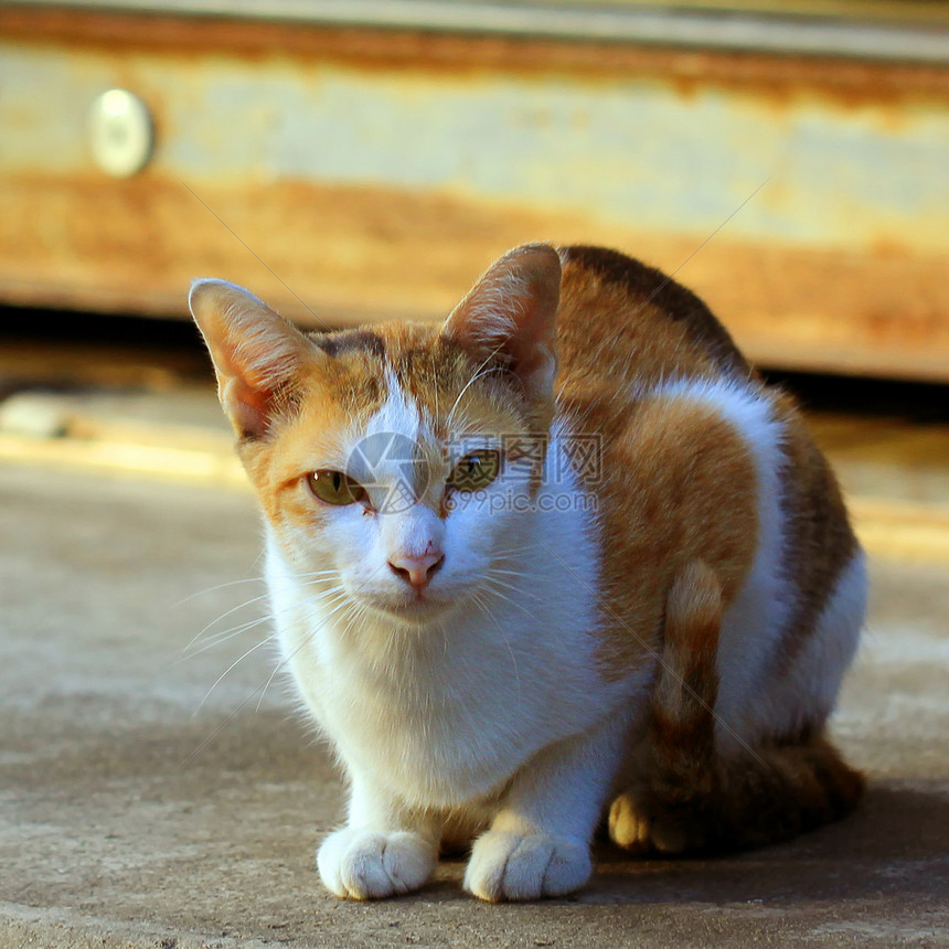 可爱猫猫的紧闭动物好奇心小狗哺乳动物朋友宠物猫咪图片