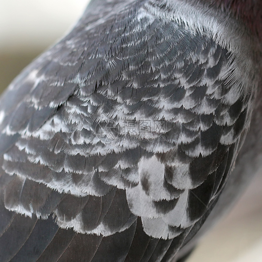 鸽子的羽毛作为背景野外动物天空鸟群飞行巢鸟符号宠物行动动物自由图片