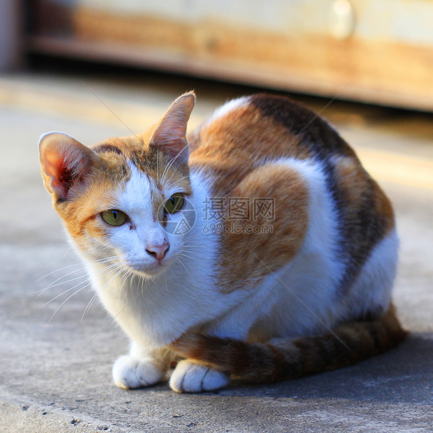 漂亮的猫的肖像朋友好奇心哺乳动物小狗猫咪宠物动物图片