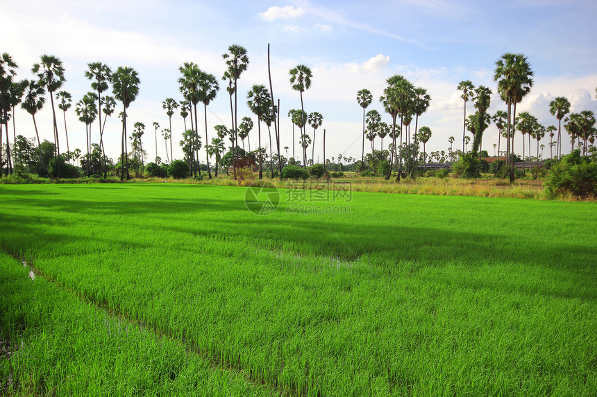 绿稻田和棕榈树农业大麦国家日落环境场地小麦农民棕榈植物图片