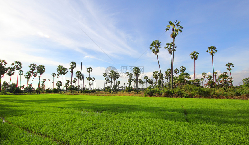 绿稻田和棕榈树季节场景培育小麦场地日落植物农场农业棕榈图片