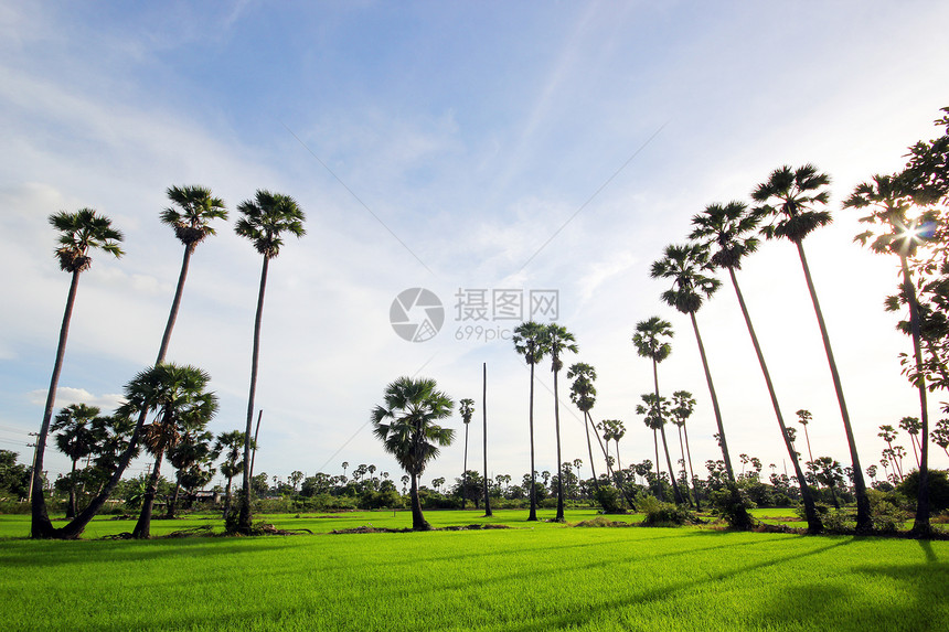 绿稻田和棕榈树农民环境国家天空日落草地农场稻田场地棕榈图片