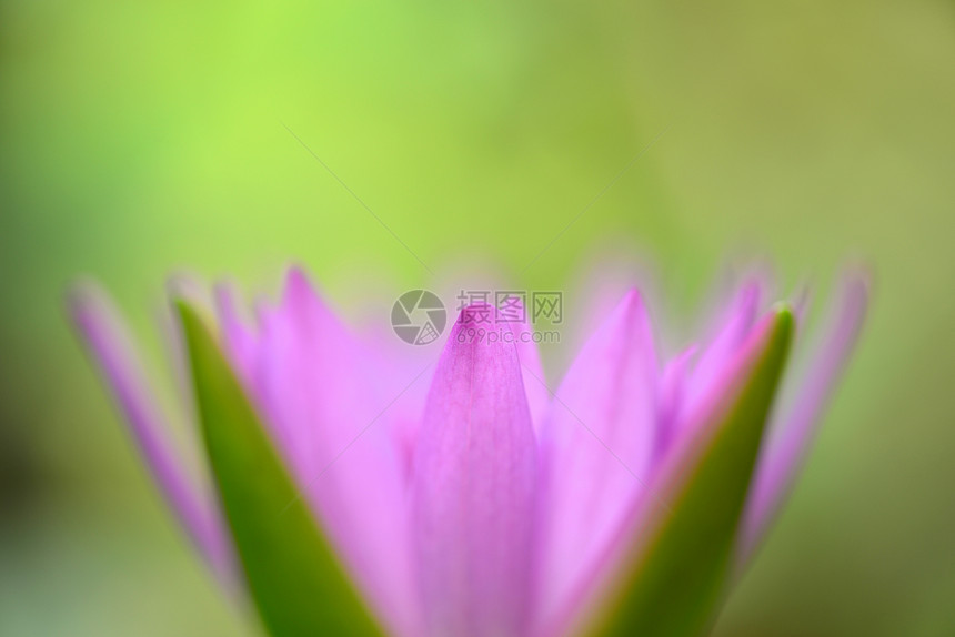 莲花宏观百合绿色粉色叶子植物荷花紫色图片