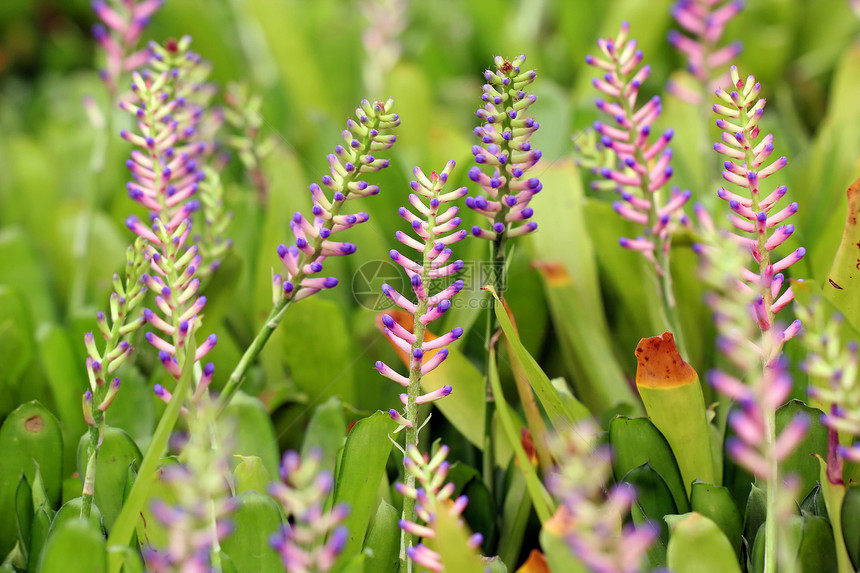 粉色蓝色Aechmea或布罗梅里亚花朵农业草本植物植物学生活植物热带花园草地叶子生长图片