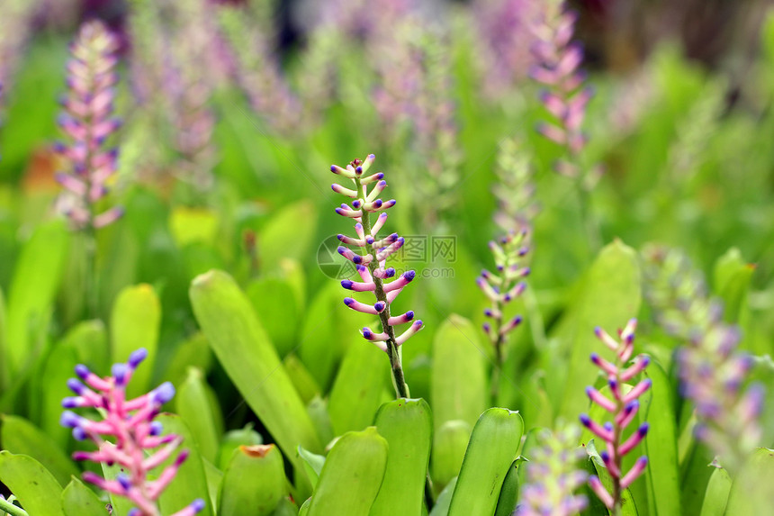 粉色蓝色Aechmea或布罗梅里亚花朵花园植物农业生活草本植物植物学场地花束叶子草地图片