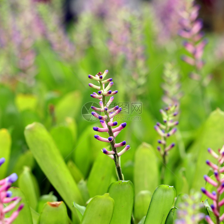 粉色蓝色Aechmea或布罗梅里亚花朵草地热带生长植物学草本植物植物叶子花园农业花束图片